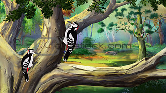 Woodpeckers in a Forest.