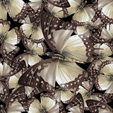 butterfly 03