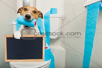 dog on toilet seat
