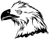 Bald Eagle Head