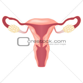 female reproductive system.