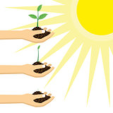 Person holding a young plant under the sun.