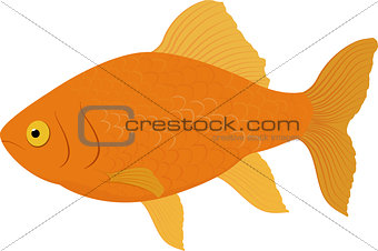 gold fish . Fish isolated on a white background. Vector illustration.