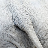 Skin and tail of African elephant