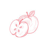 Fresh Apple Hand Drawn Artistic Sketch