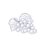 Fresh Grapes Hand Drawn Artistic Sketch
