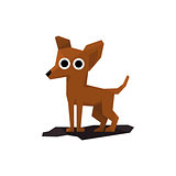 Chihuahua Miniature Dog