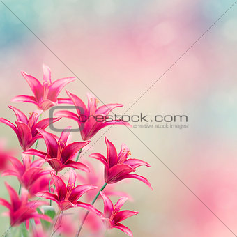 Red Lily Flowers