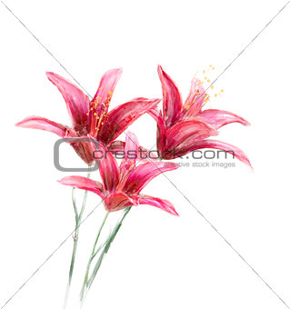 Red Lily Flowers watercolor