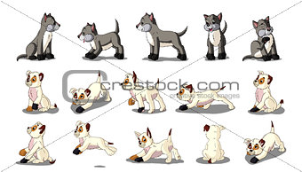 White and Gray Puppies Isolated on White Background.