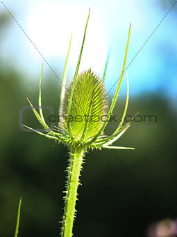 Thistle flower Macro