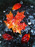 Autumn Leaves In Ice