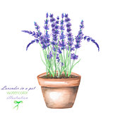 An illustration with a watercolor lavender flowers in a pot