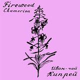 Cyprus angustifolia, Willow herb, Chamerion angustifolium, fireweed botanical illustration