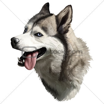realistic husky portrait