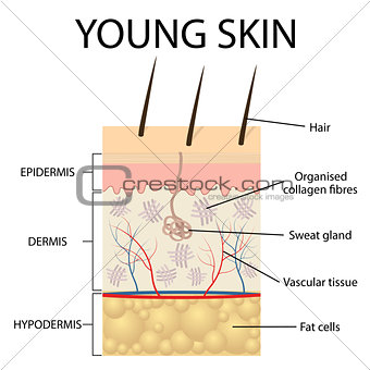 Visual representation of young skin.