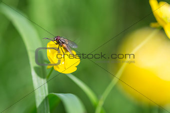 Fly on Buttercup Flower