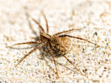Small Spider Close Up