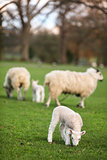 Sheep and Spring Baby Lambs in A Field