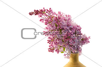 Branch of lilac