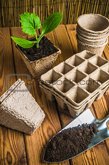 Seedlings and garden tools on a wooden surface