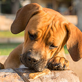 Young Boerboel dog with snack