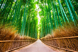 'Kyoto Bamboo Forest