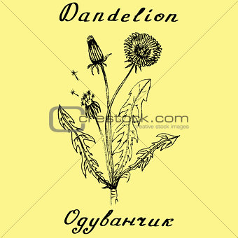 Dandelion botanical illustration