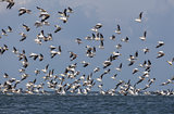 migration of pelicans