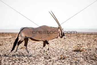 Single Oryx in Namib Desert.