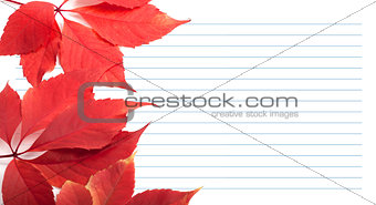Red virginia creeper leaves and notebook paper
