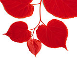 Red linden-tree leafs