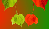 Red and green tilia leaves on multicolor background
