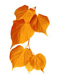 Autumn sunlight leafs 
