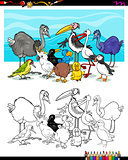 cartoon birds for coloring