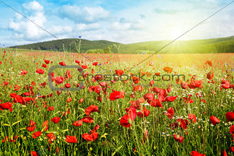 Poppies field in rays sun.