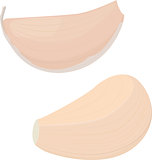 garlic bulb on white background. vector illustration