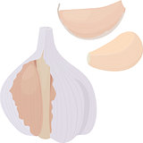 garlic and  bulb on white background. vector illustration