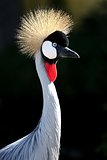 Crowned Crane Bird 