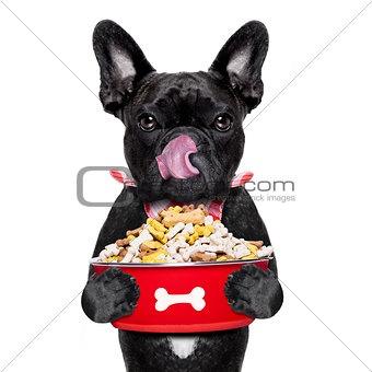 hungry dog  bowl
