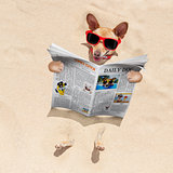 dog at the beach reads newspaper