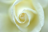 Close up on a white rose