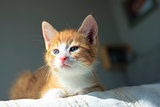 Cute orange kitten with large paws in sunny day