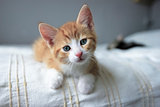 red and white kitten front looking on a beige blanket