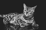 Beautiful bengal cat