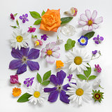 Selection of Various Flowers Isolated 