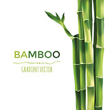 Bamboo Vector Illustration