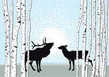 Deer and Doe in Forest