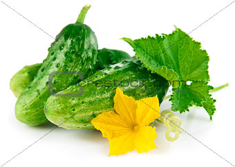 Fresh green cucumber with leaf and flower