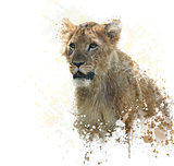 lion Cub watercolor